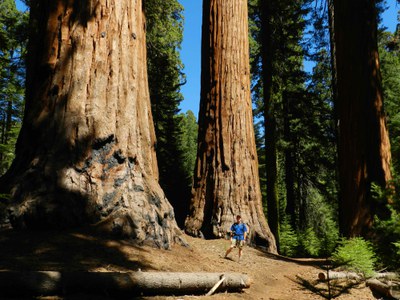 Redwood_foto.jpg