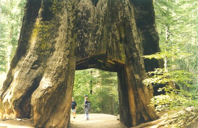 20_Sequoia_cava.jpg